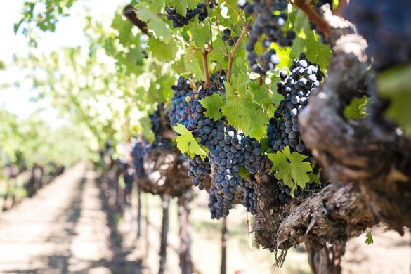wineries to visit