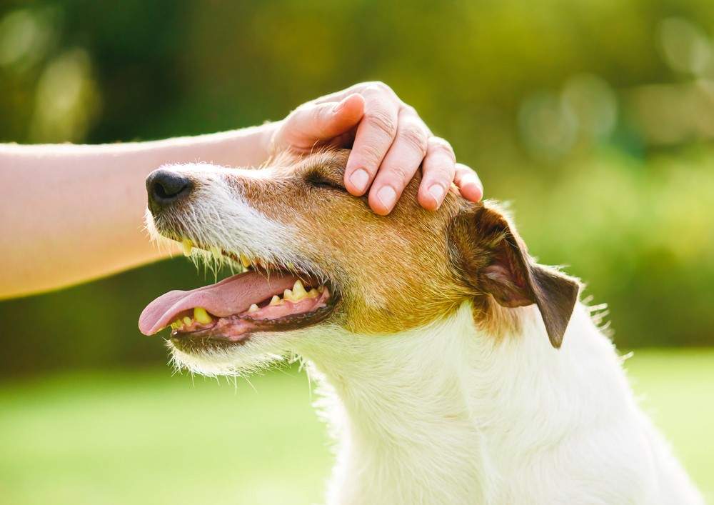 Dog Checkup